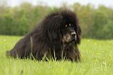 DOGUE DU TIBET 801